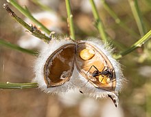 Camponotus cf. Cruentatus on an open fruit of Cytisus striatus Cytisus striatus 20190621b.jpg