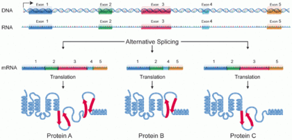 Protein A, B and C are isoforms encoded from the same gene through alternative splicing. DNA alternative splicing.gif