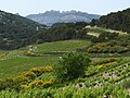 Dentelles de Montmirail