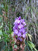 Dactylorhiza foliosa