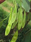 Dalbergia sissoo -Indian Rosewood - at Masinagudi (6).jpg