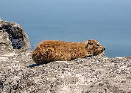 The Cape hyrax or "dassie" as it is known in South Africa. It is the Verreaux's eagle's favourite and almost exclusive prey on the Cape Peninsula.