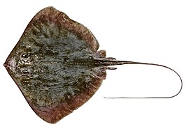 Hemitrygon parvonigra
