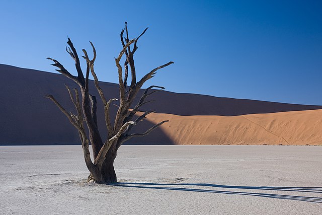 Un Acacia erioloba mort sur le site de Dead Vlei dans le désert de Namib, désert chaud côtier de 80 900 km2 situé au sud-ouest de la Namibie. (définition réelle 3 738 × 2 492)