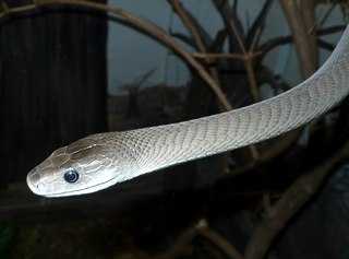 Venomous snake Species of the suborder Serpentes that produce venom