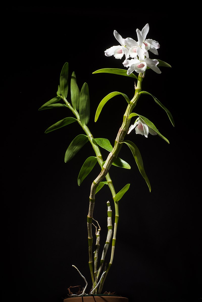 Dendrobium nobile fma. carnea 'F. Arima' CHM JOGA SM-CCM JGP Lindl., Gen. Sp. Orchid. Pl. 79 (1830) (47546879421).jpg