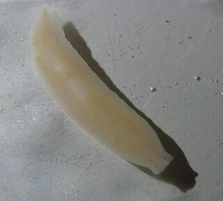 <i>Dendrocoelum lacteum</i> Species of flatworm
