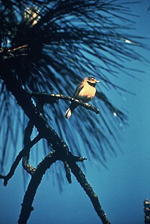Bachmans warbler Potentially extinct bird species