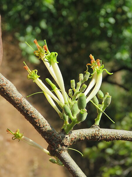 File:Dendrophthoe falcata var. falcata - Honey Suckle Mistletoe at Blathur 2017 (11).jpg