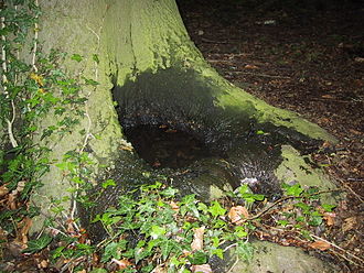 A water-filled tree hollow Dendrothelm.jpg