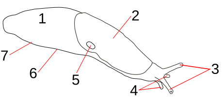 File:Deroceras agreste drawing numbered.svg