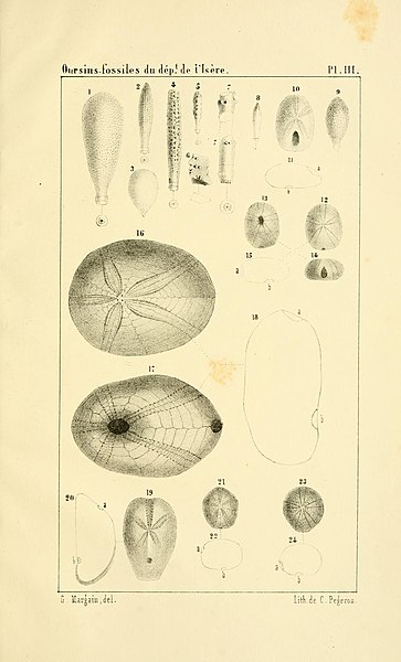 File:Description des oursins fossiles du département de l'Isère, précédée de notions élémentaires sur l'organisation and la glossologie de cette classe de zoophytes et suivie d'une notice géologique sur BHL10683663.jpg