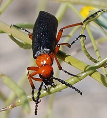 Gurun Blister Beetle.jpg