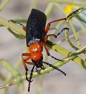 <i>Lytta magister</i> species of beetle