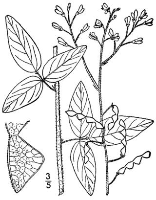 <i>Desmodium glabellum</i> Species of legume