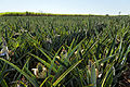 Ananas in Brasilien.  Das Land ist der drittgrößte Produzent der Welt.  Südamerika produziert fast 20 % der weltweiten Ananas.