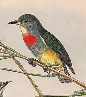 Beskrivelse af Dicaeum aeneum - The Birds of New Guinea (beskåret) .jpg.