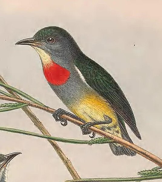 File:Dicaeum aeneum - The Birds of New Guinea (cropped).jpg