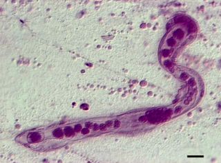 <i>Dicyema</i> Genus of rhombozoa animals