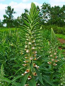 Digitalis lanata Inflorescence