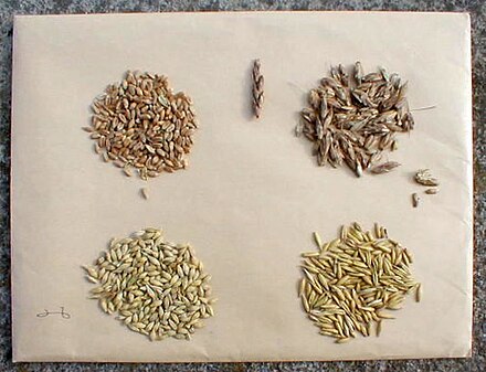 Cereal grain seeds clockwise from top-left: wheat, spelt, oat, barley.