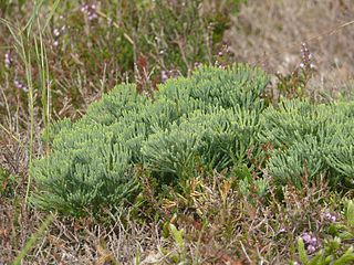 <i>Diphasiastrum tristachyum</i> Species of spore-bearing plant