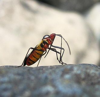 Near Orosí, Costa Rica