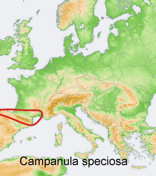 File:Distribution map Campanula speciosa.png