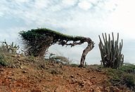 State Tree of The Country of Aruba