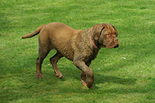 A young Dogue de Bordeaux Dogue de Bordeaux Pup.jpg