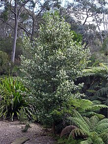 Habit in the Australian National Botanic Gardens Doryphora sassafras habit.jpg