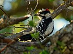 Thumbnail for File:Downy woodpecker in tree.jpg