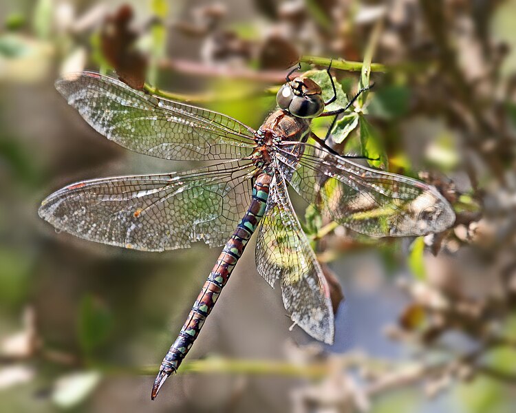 File:Dragonfly 9-13-05 Morro Bay, CA cce2-dragonfly-3829-9-13-05-20x16.jpg