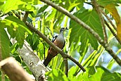 Micronesian imperial pigeon