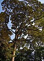 Huge tree crown and branching. Bogor, West Java.