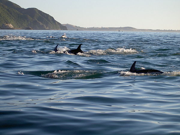 Dusky dolphins of New Zealand