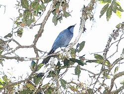 Dwarf Jay (Cyanolyca sove). 
 jpg