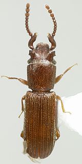 <i>Dysmerus basalis</i> Species of beetle