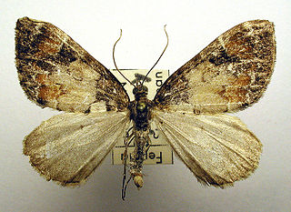 <span class="mw-page-title-main">Dysstroma latefasciata</span> Species of moth