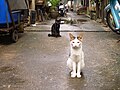 E8752-Bangkok-cats.jpg