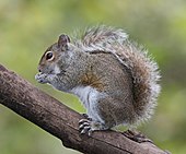 A living Sciurus carolinensis, or eastern gray squirrel Eastern Grey Squirrel.jpg