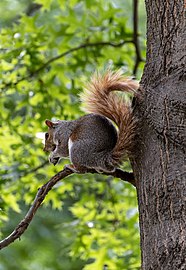 Eastern gray squirrel (Sciurus carolinensis) on a tree, Boston Common, Boston, Massachusetts, US