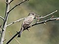 * Nomination Eastern wood pewee in Green-Wood Cemetery --Rhododendrites 18:39, 16 September 2021 (UTC) * Promotion  Support Good quality. --Carsten Steger 18:56, 16 September 2021 (UTC)