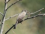 Thumbnail for File:Eastern wood pewee in GWC (03163).jpg