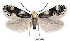 Ectoedemia coscoja male.JPG