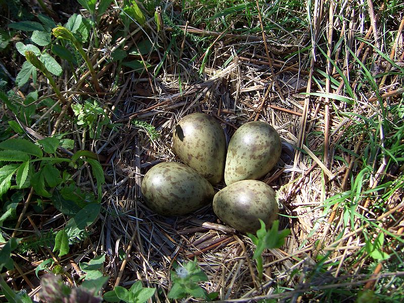 external image 800px-Eggs_Numenius_arquata.jpg