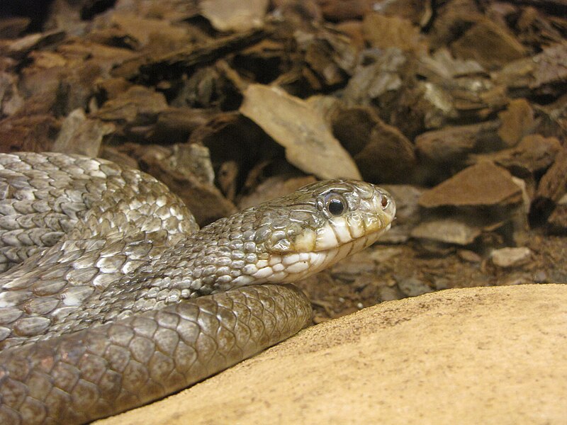 File:Elaphe obsoleta spiloides Tropicario.JPG