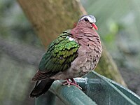 Dove, Emerald Chalcophaps indica