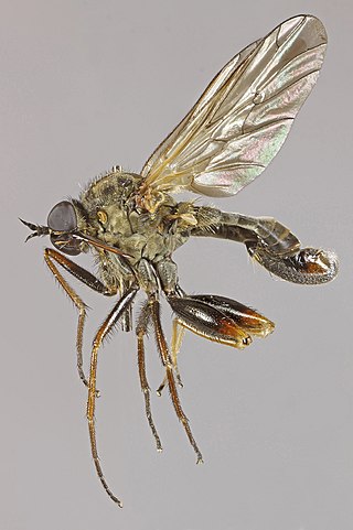 <i>Empis femorata</i> Species of fly