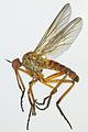 Empis livida